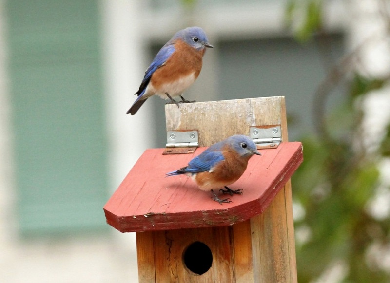 Eastern Bluebird (Sialia sialis): The Sky’s Songbird