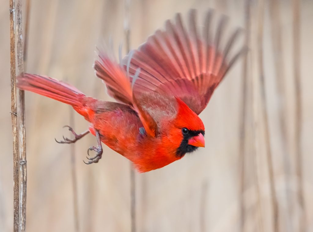 The Northern Cardinal A Scarlet Icon of North America