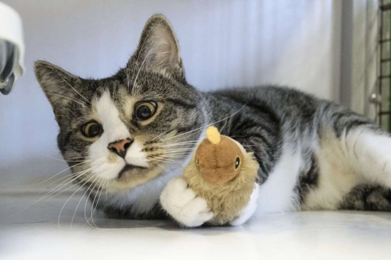 The special cat hoped that its owner would take it away from the shelter – but he never came