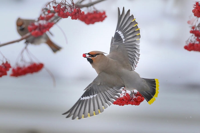 The Bohemian Waxwing A Migratory Marvel of the North