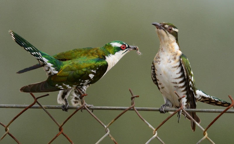 The Diederik Cuckoo A Remarkable African Migrant